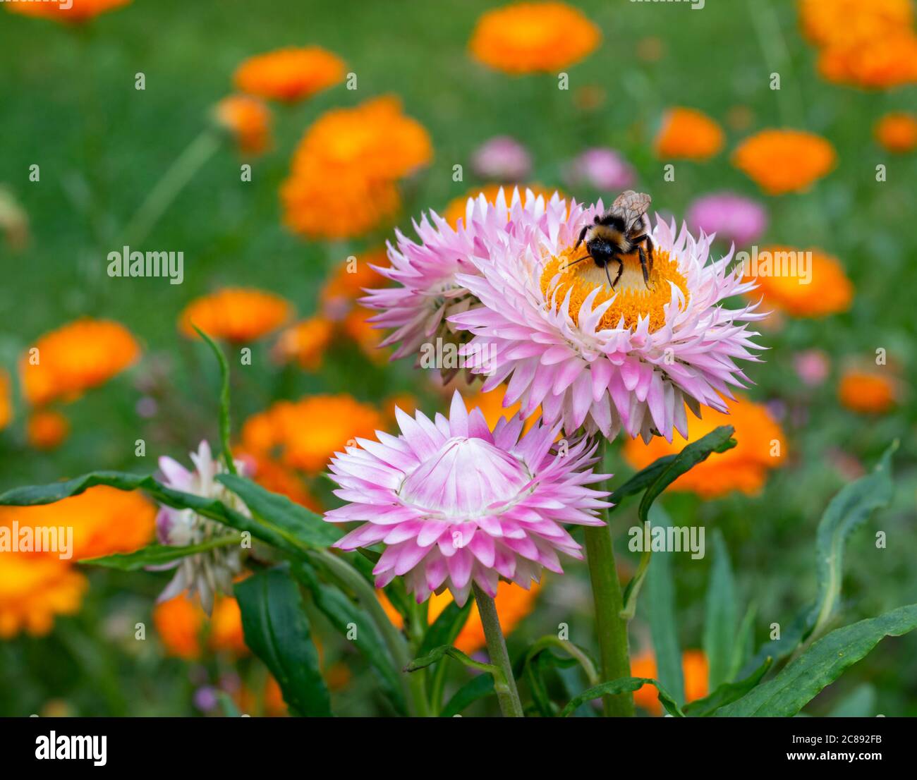 Helichrysum blüht in einem Garten mit einer Biene, die Pollen sammelt Stockfoto