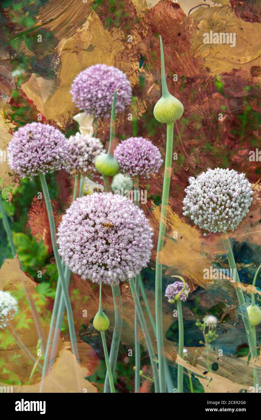 Die architektonische Allium Pflanze in voller Blüte, die ein Mitglied der Zwiebelfamilie ist Stockfoto