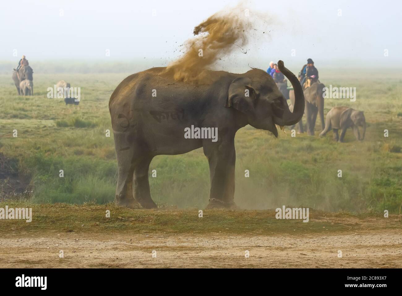 Ein selektives Fokusbild eines wilden asiatischen Elefanten mit Stoßzähne, die am Rande eines Dschungels bei A stehen Nationalpark und Schlammspritzer auf seinem Körper in Wes Stockfoto