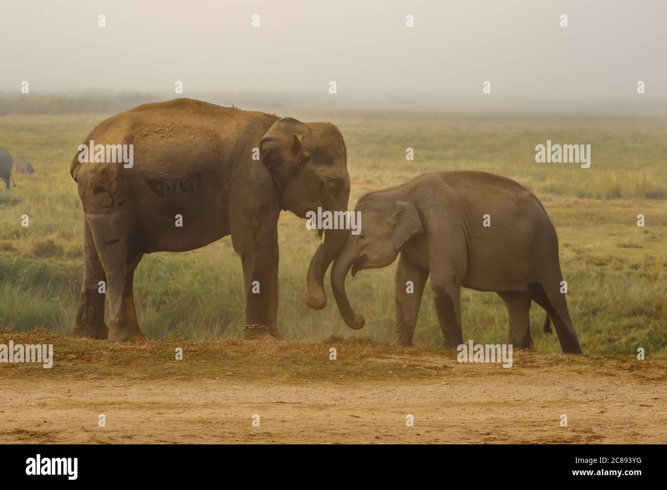 Zwei kleine Elefanten mit Stoßzähnen, die mit ihren Stämmen spielen Und scheinen sich in Assam Indien gegenseitig zu küssen Stockfoto