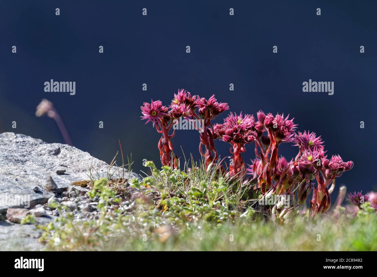 Rosa Bergblumen auf dunklem Hintergrund Stockfoto