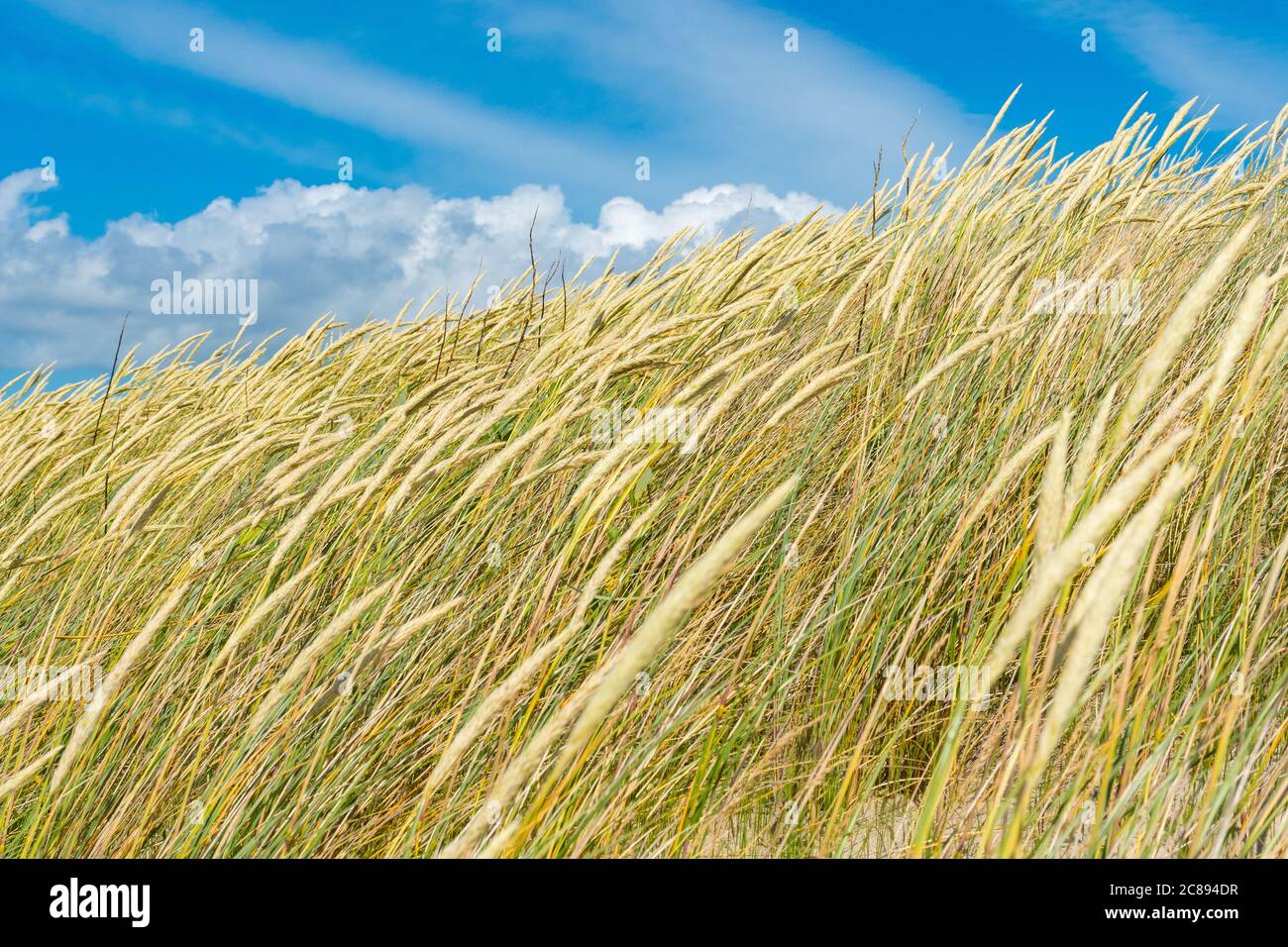 Schöne trockene und grüne Grasfeld, Schilf, Stiele weht im Wind mit blauen Himmel und Wolken auf der Ostsee Stockfoto