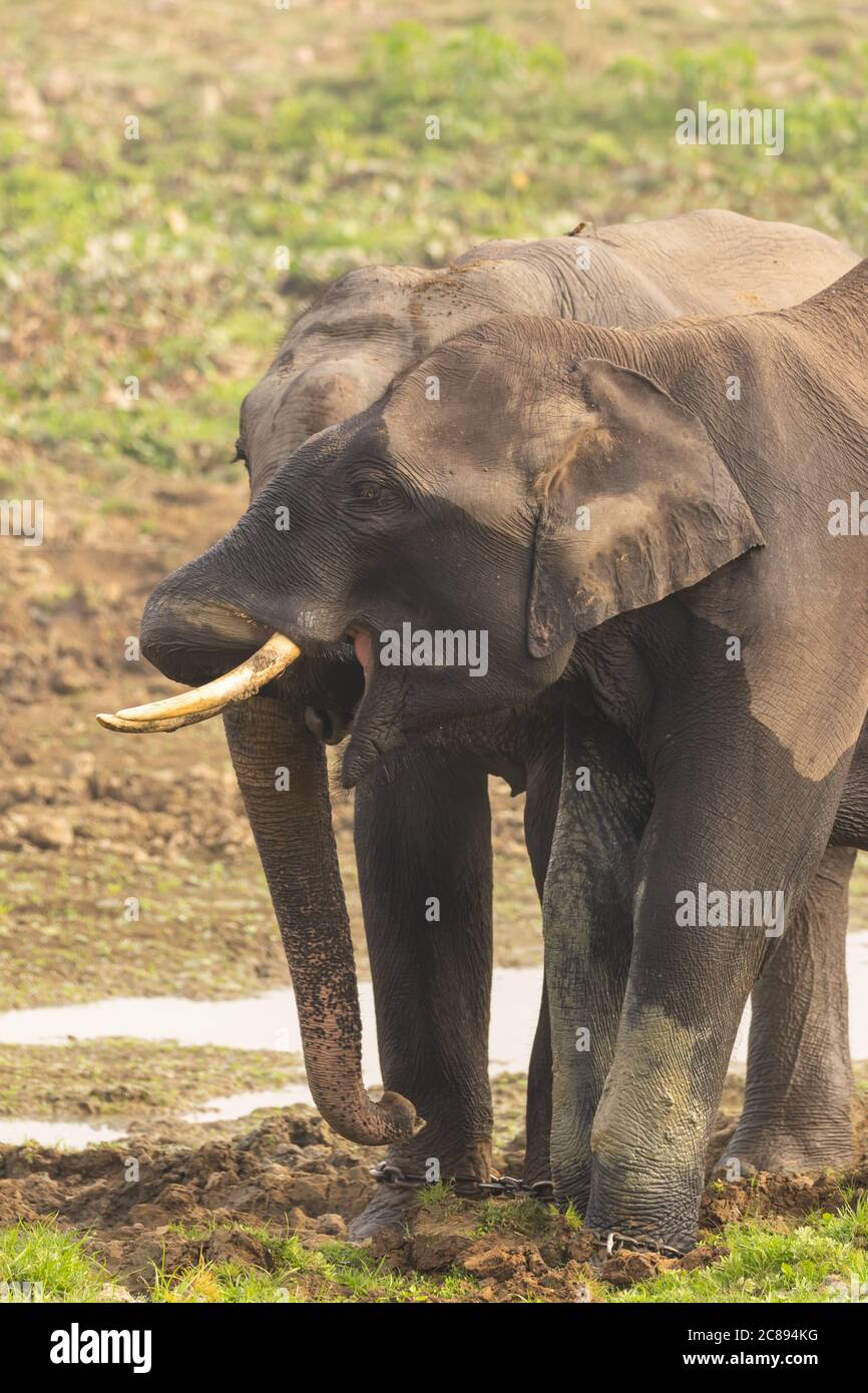 Zwei kleine Elefanten mit Stoßzähnen, die mit ihren Stämmen spielen Und scheinen sich in Assam Indien gegenseitig zu küssen Stockfoto