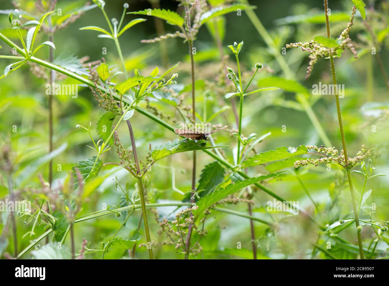 Ringel-Schmetterling [Aphantopus hyperantus] auf Brennnesselblatt. Stockfoto