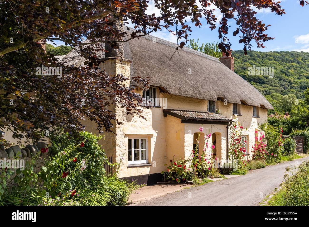 Hollyhocks blühen vor einem traditionellen Reethaus im Exmoor Nationalpark im Dorf Bossington, Somerset UK Stockfoto