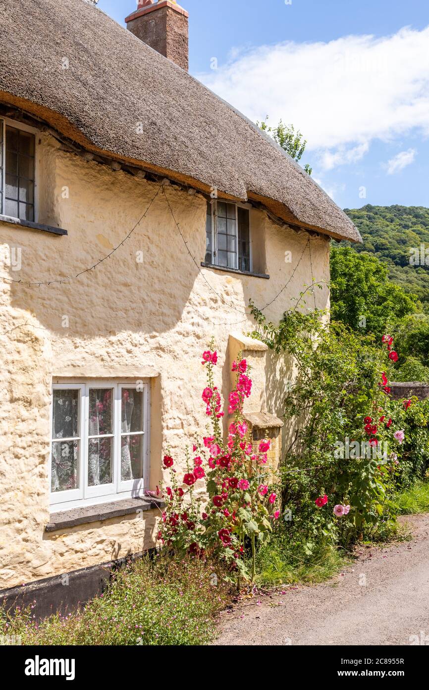 Hollyhocks blühen vor einem traditionellen Reethaus im Exmoor Nationalpark im Dorf Bossington, Somerset UK Stockfoto