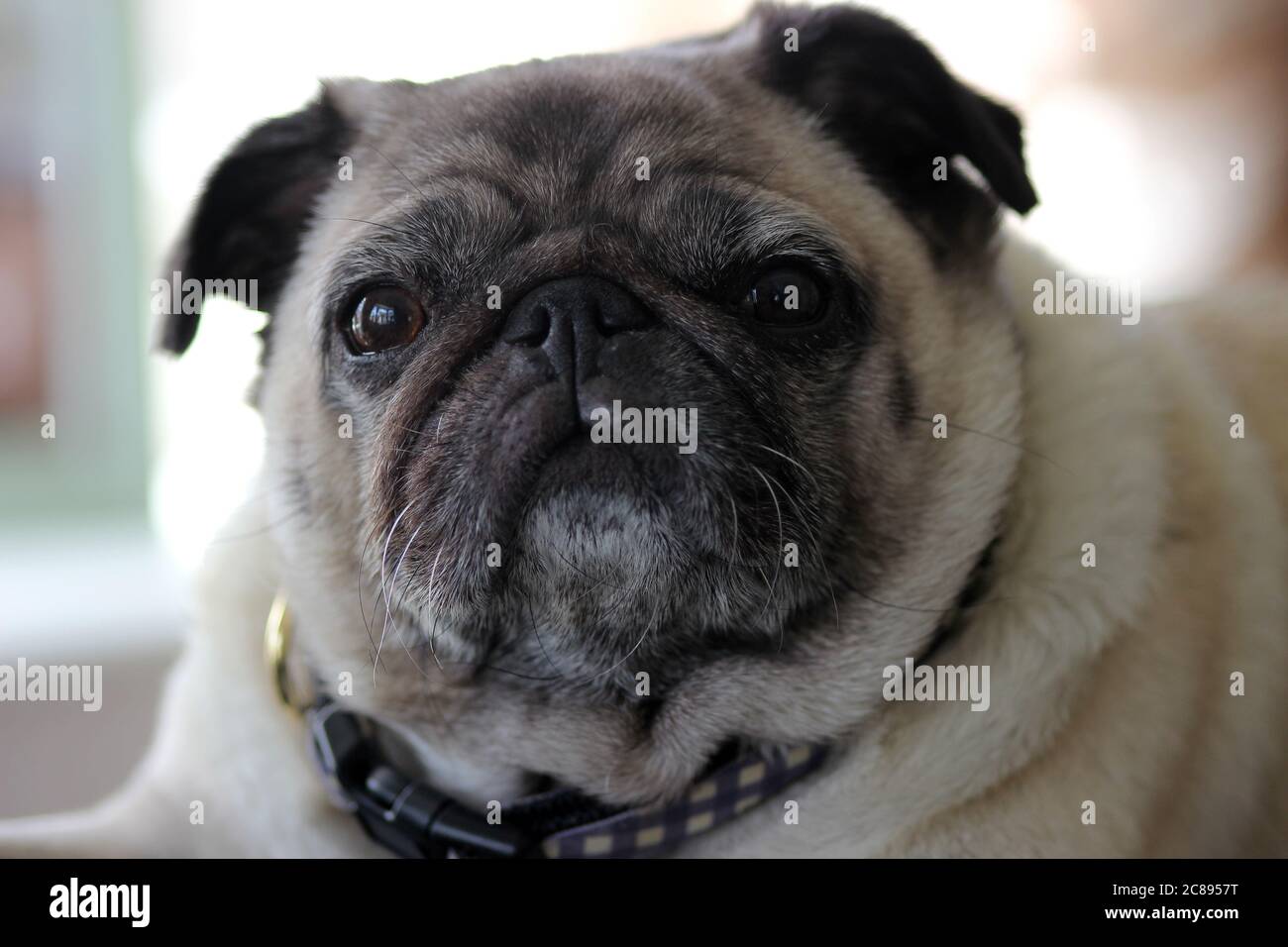 Mops hautnah Stockfoto