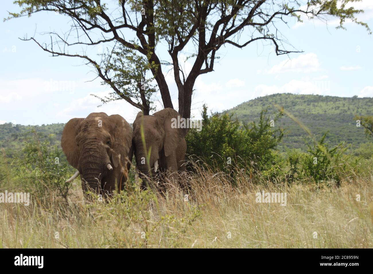 Zwei afrikanische Elefanten in der Savanne hinter hohem Gras unter einem Baum Stockfoto