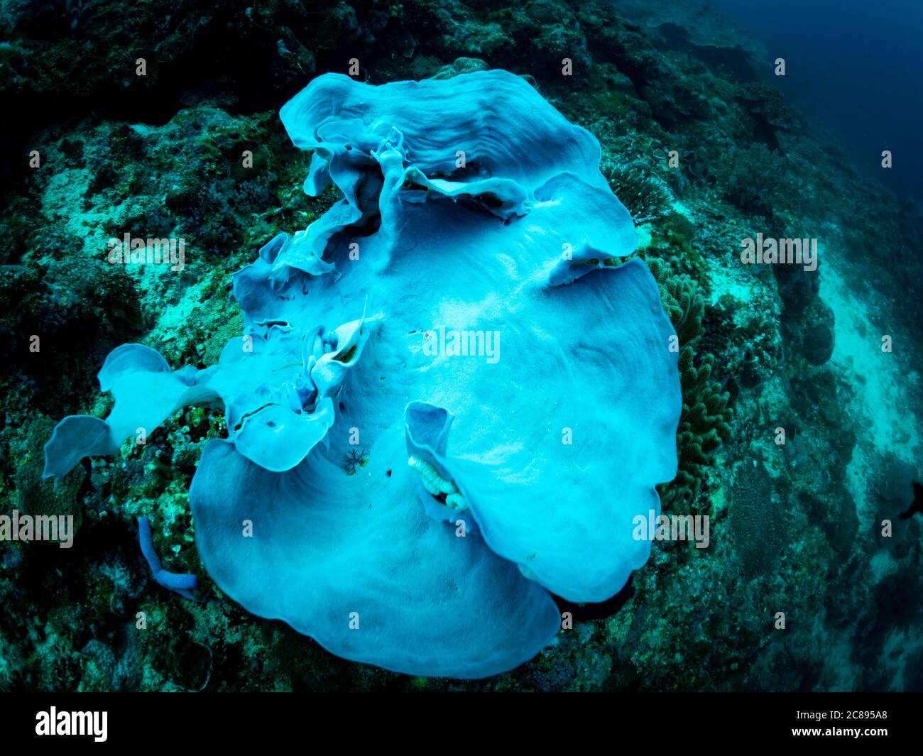 Farbenprächtiges Korallenriff, Unterwasserfoto, Philippinen. Stockfoto