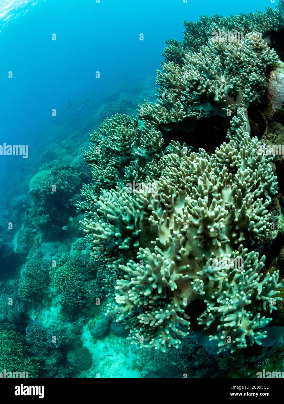 Farbenprächtiges Korallenriff, Unterwasserfoto, Philippinen. Stockfoto