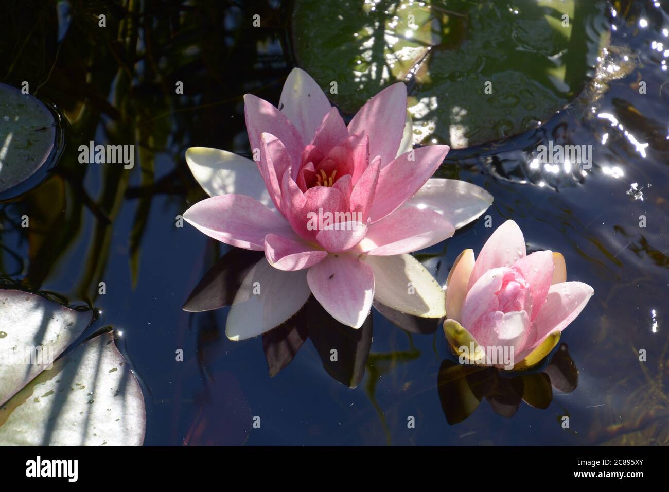 Blühend leuchtend-rosa nymphaea in der Sommersonne Stockfoto