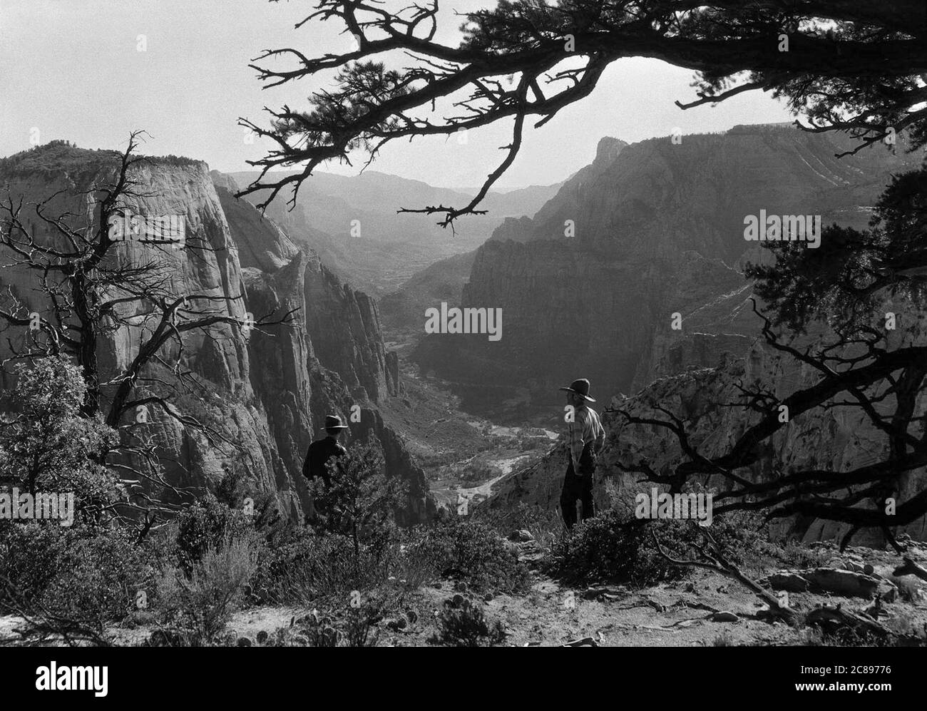 Blick durch Bäume auf den Zion Canyon von der Ostseite des Observation Point, Zion National Park, 12. September 1929. Der große weiße Thron ist links. Stockfoto