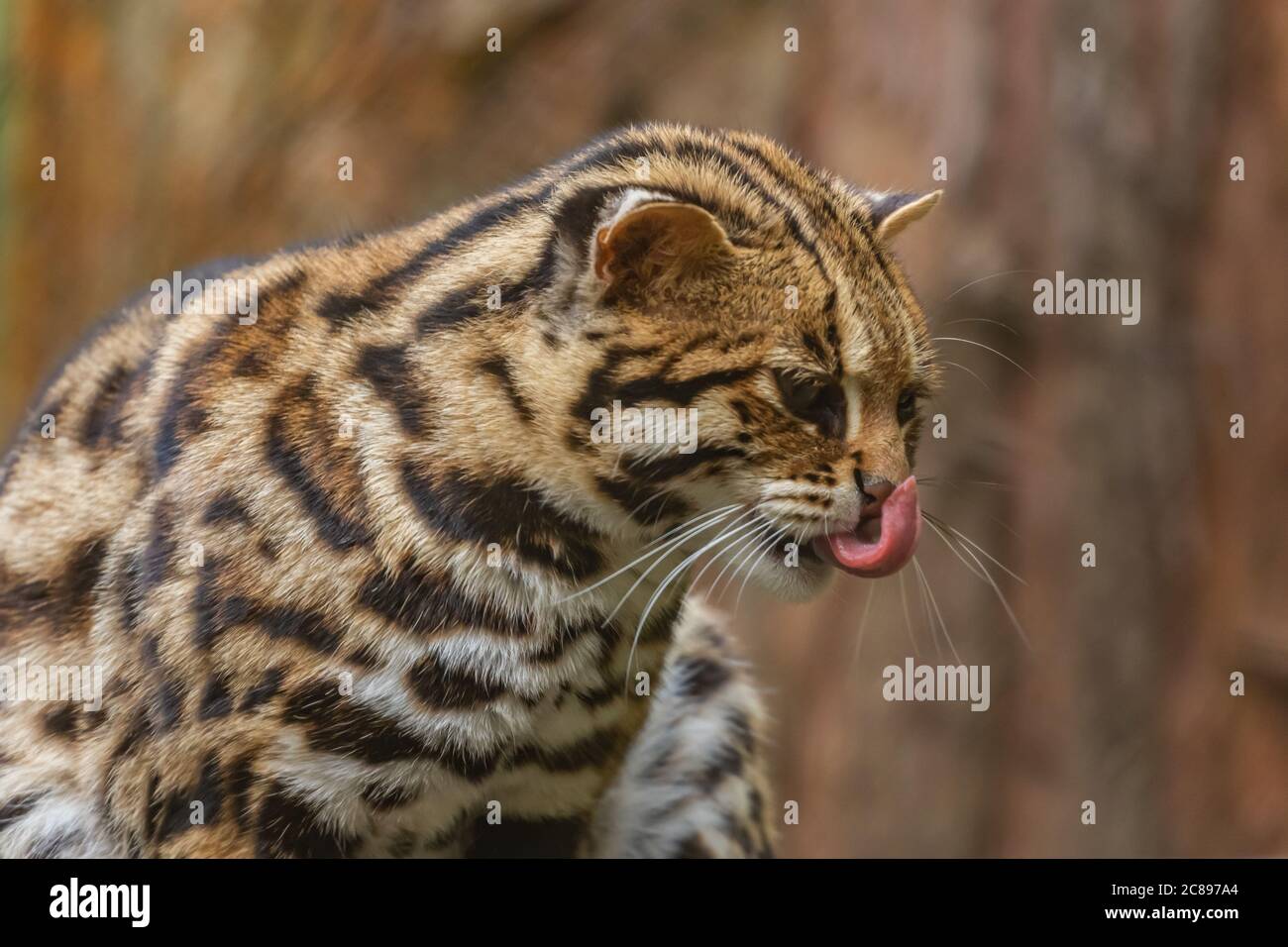 Ein selektiver Fokus seltenes Bild einer wilden Leopardenkatze In seinem natürlichen Lebensraum, der allein an einem Regenwald liegt Im Nordosten Indiens Stockfoto