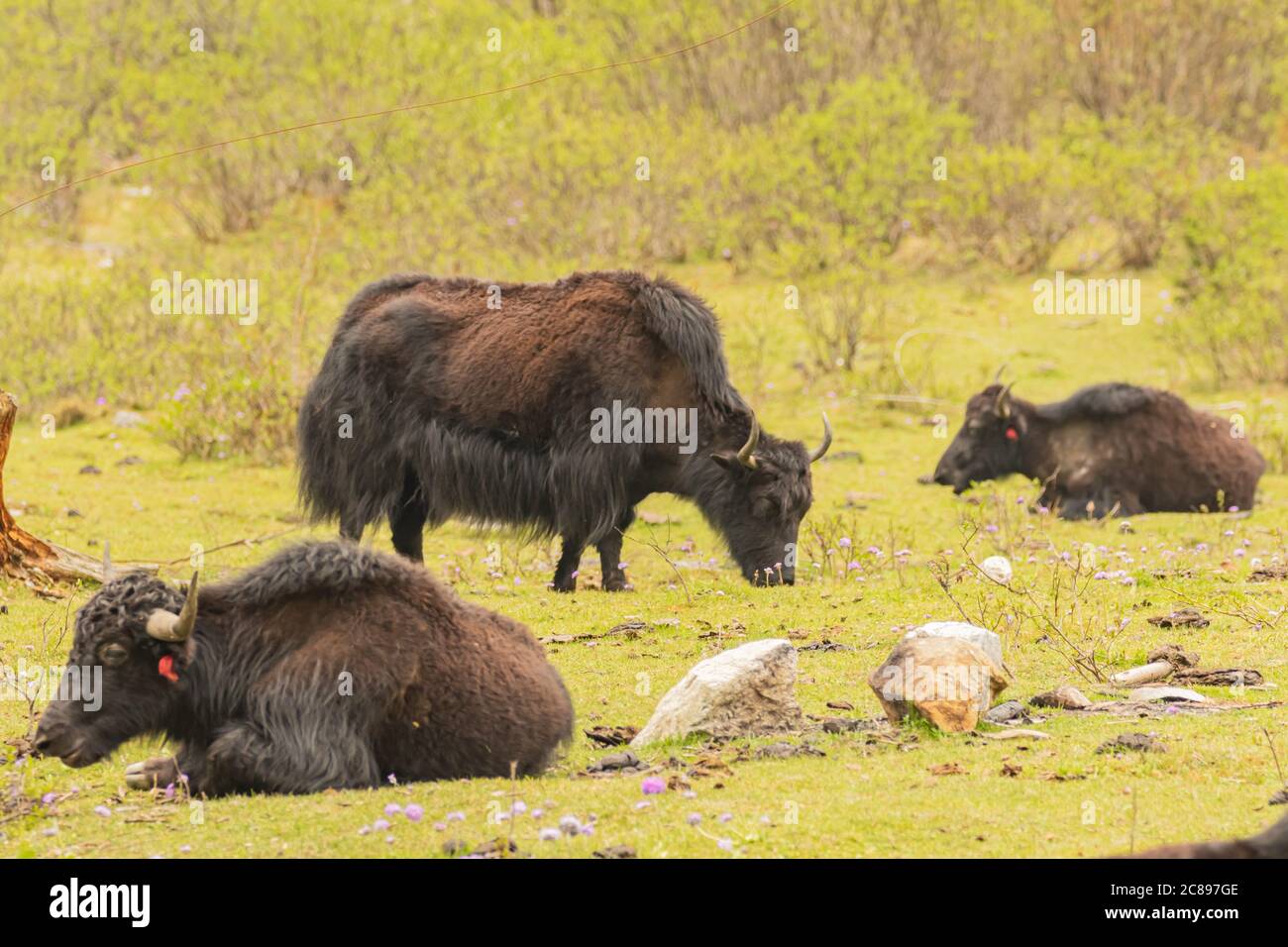 Bild von langhaarigen braunen und schwarzen Yaks in den höheren Gebieten des Himalaya und der tibetischen Hochebenen gefunden. Stockfoto