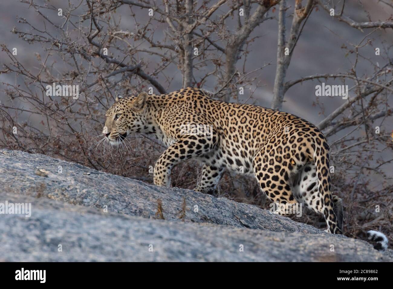 Selektives Fokusbild eines erwachsenen indischen Leoparden mit seinem verdrehten Der Schwanz dehnt sich anmutig mit seiner rechten Pfote voraus auf einem Rock und Blick geradeaus Stockfoto