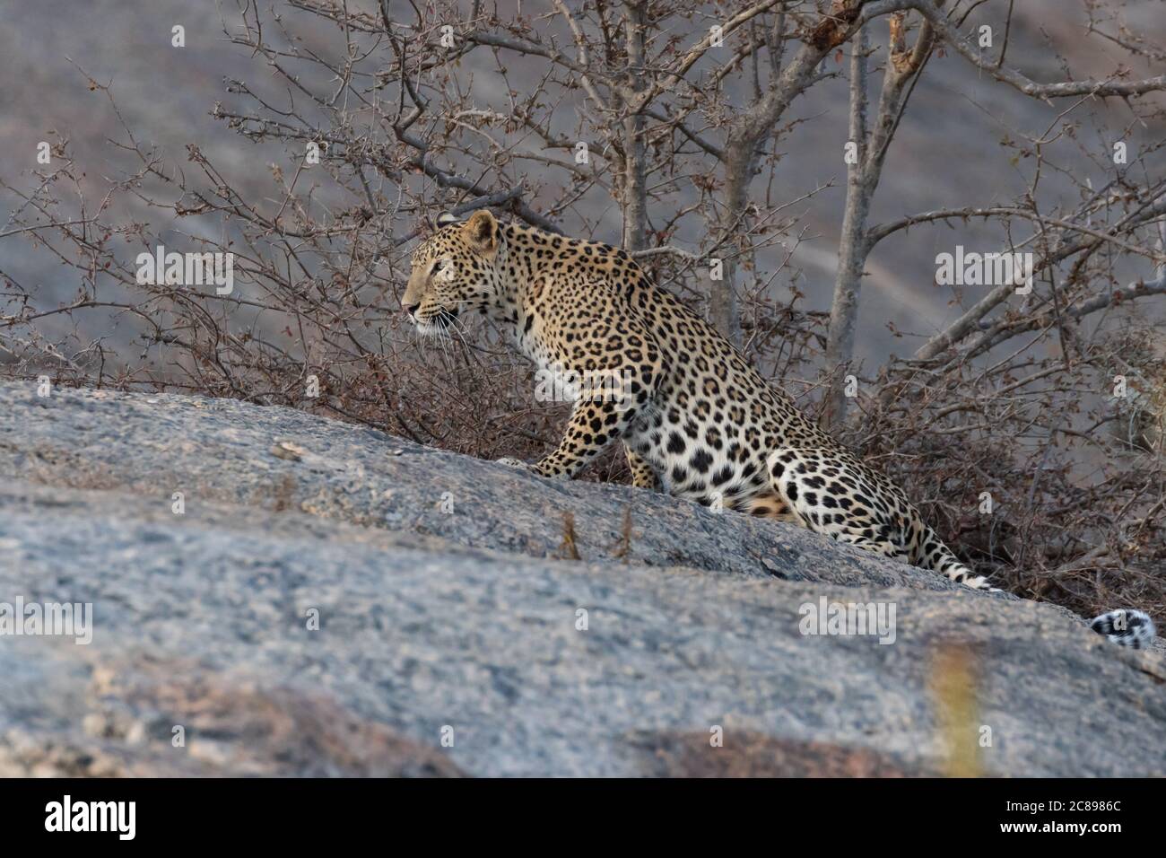 Selektives Fokusbild eines erwachsenen indischen Leoparden mit seinem verdrehten Der Schwanz dehnt sich anmutig mit seiner rechten Pfote voraus auf einem Rock und Blick geradeaus Stockfoto