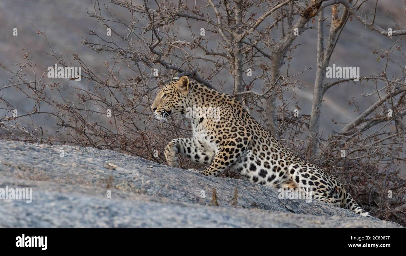 Selektives Fokusbild eines erwachsenen indischen Leoparden mit seinem verdrehten Der Schwanz dehnt sich anmutig mit seiner rechten Pfote voraus auf einem Rock und Blick geradeaus Stockfoto