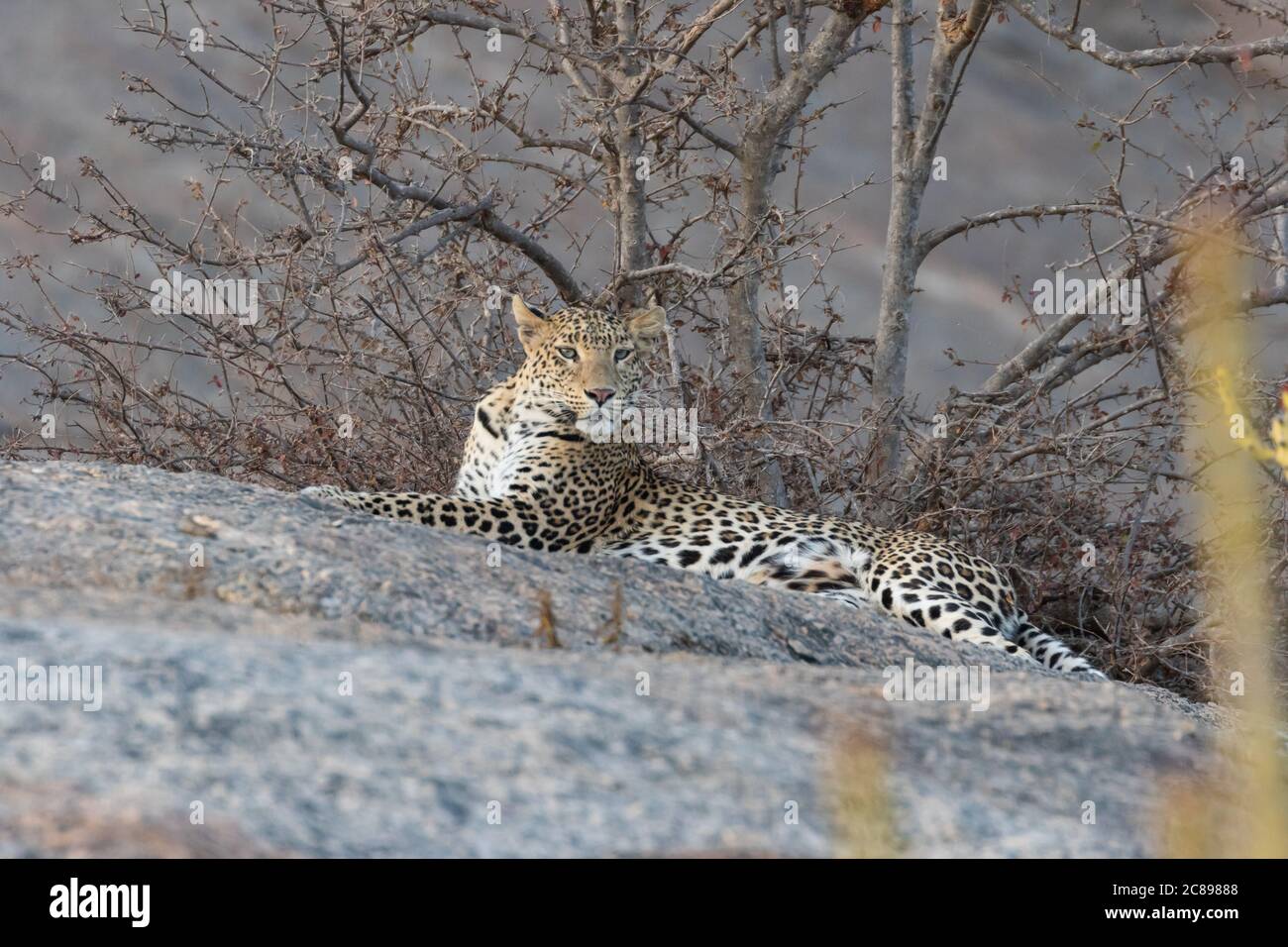Bild eines erwachsenen indischen Leoparden sitzend anmutig auf einem Rock und Blick seitlich gerade in die Augen mit klein Bäume im Hintergrund i Stockfoto