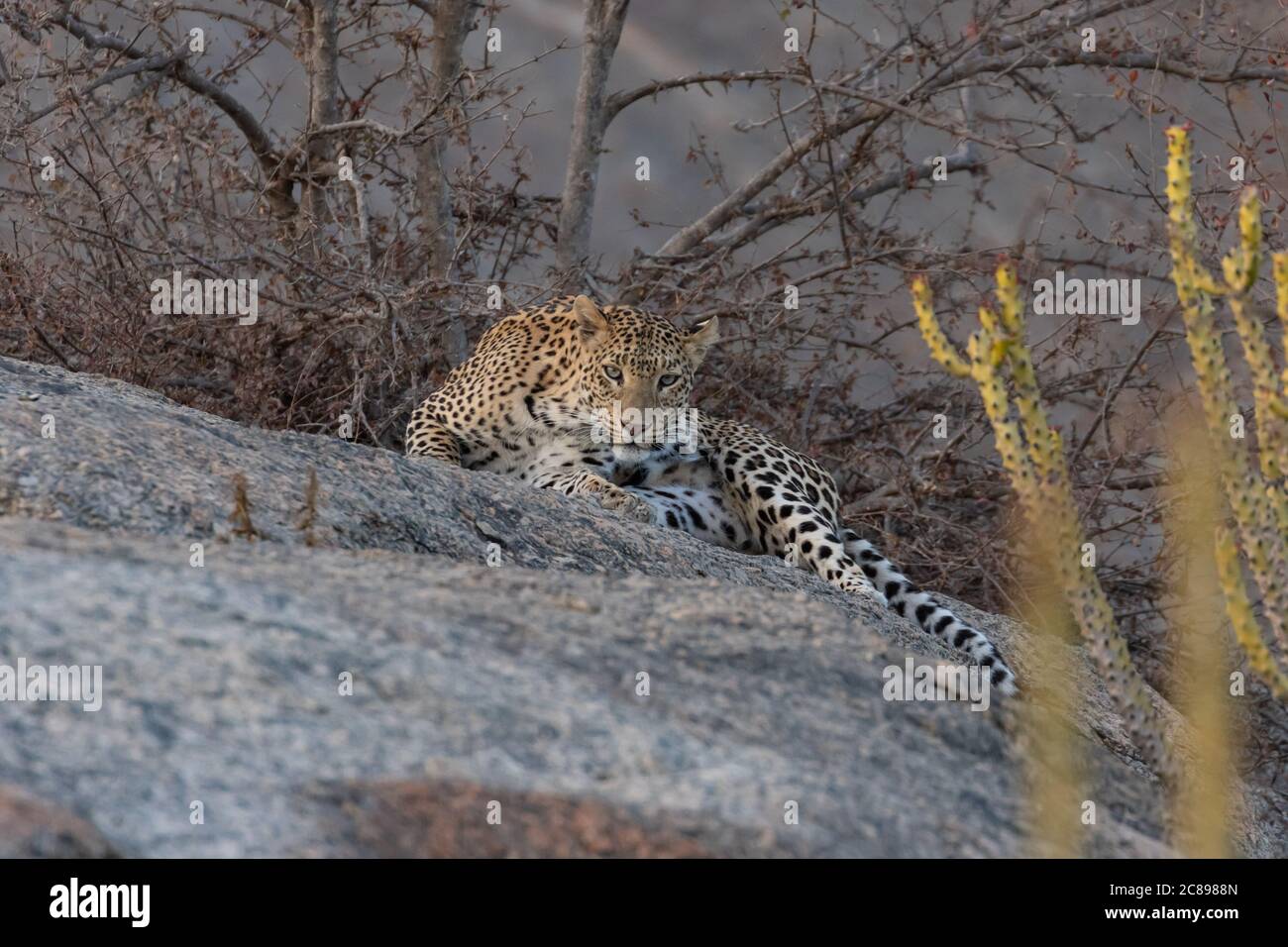 Bild eines erwachsenen indischen Leoparden sitzend anmutig auf einem Rock und Blick seitlich gerade in die Augen mit klein Bäume im Hintergrund i Stockfoto
