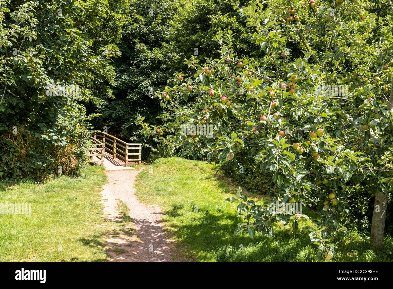 Äpfel reifen im Exmoor National Park auf dem Dorfparkplatz in Bossington, Somerset UK Stockfoto