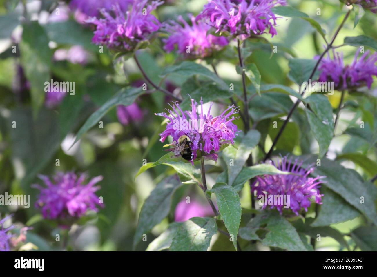 Nahaufnahme der Rückseite einer Hummel, die im Sommer in Wisconsin, USA Pollen von einer Bienenbalsam-Blume sammelt Stockfoto