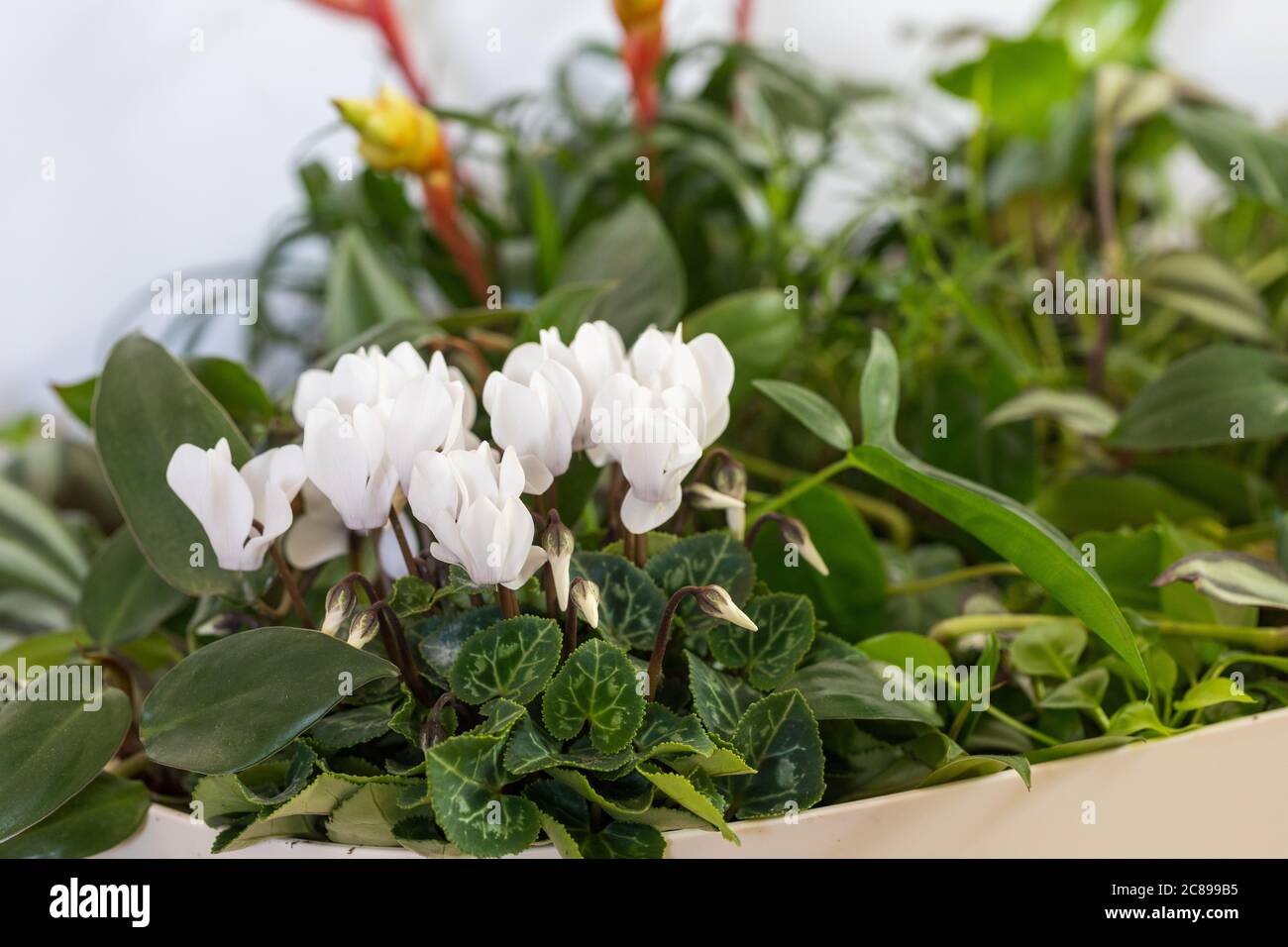 Cyclamen persicium, Hausgarten, Blumenbeete im Zimmer Stockfoto