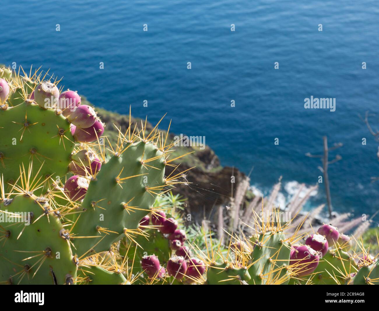 Nahaufnahme reifen rot indischen Feige opuntia tropic Kaktus Frucht auf Pflanze  stachelige Birne gegen blaues Meer, atlantik Hintergrund Stockfotografie -  Alamy
