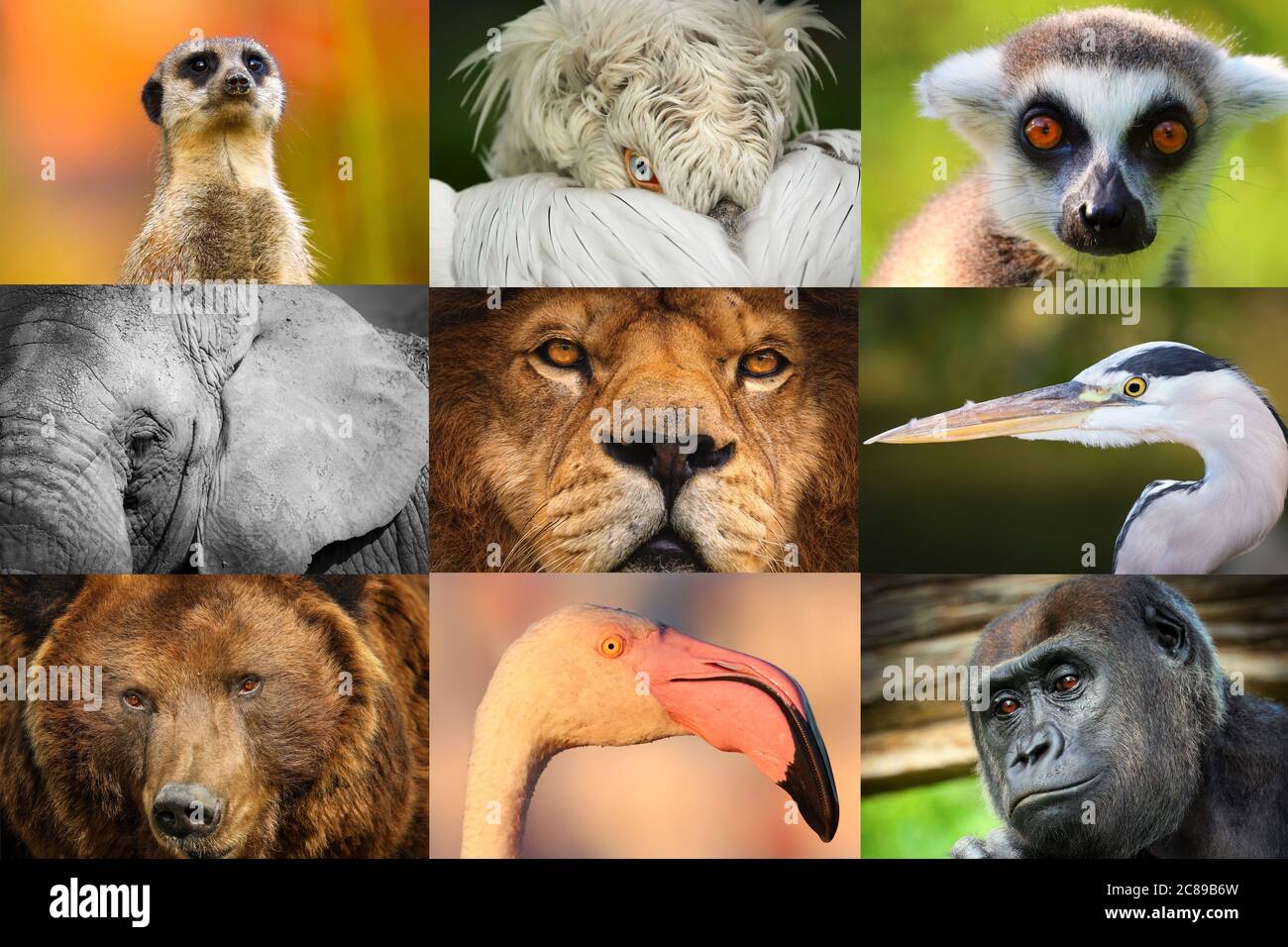Collage von Tierporträts- Löwe, Elefant, Affe, Bär, Flamingo, gorilla,  Pelikan, Lemur und Erdmännchen. Populärer Vorschlag für Adverb, Web,  Banner, Shop Stockfotografie - Alamy