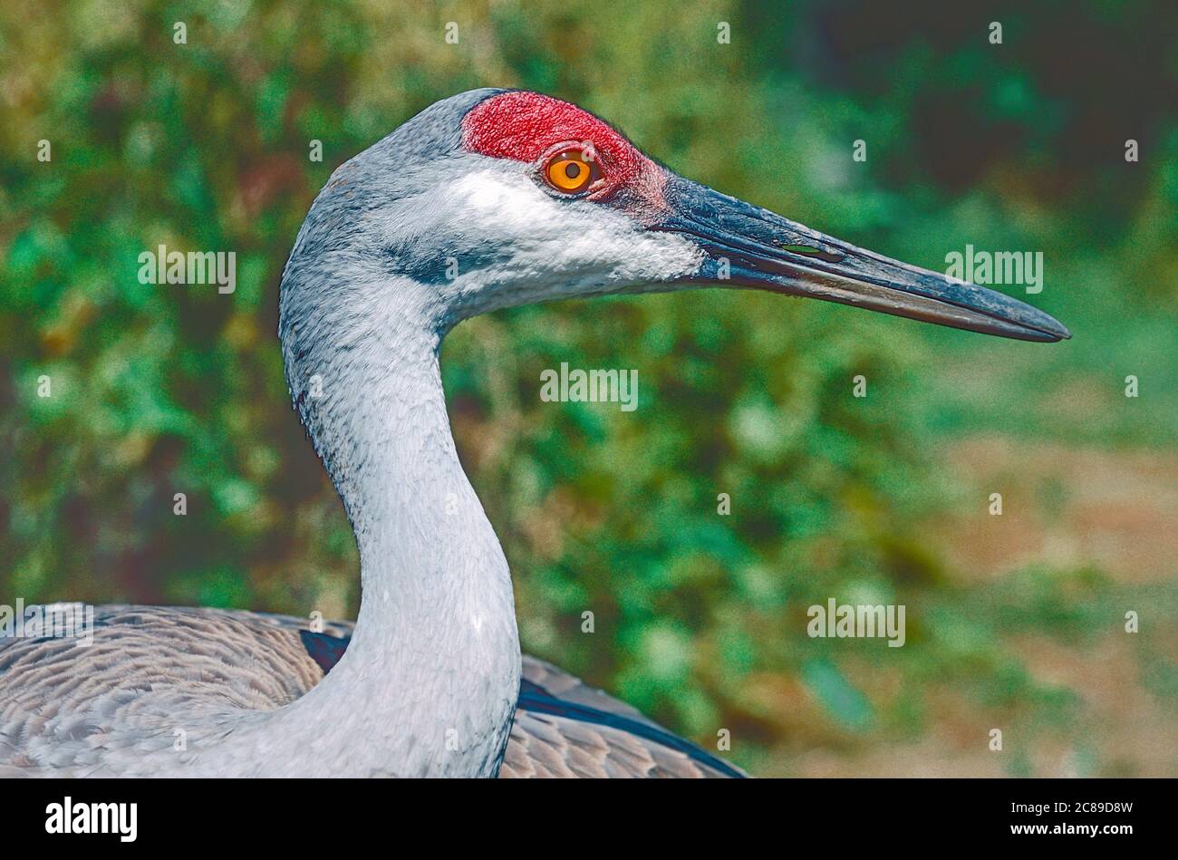 Sandhill Crane, (Antigone canadensis,) aus Nordamerika und Nordost-Sibirien. Stockfoto