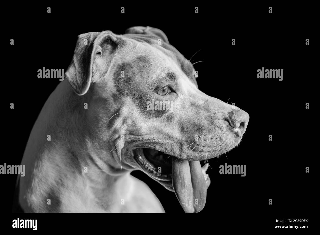 Hund, Haustier, Pitbull, Welpe, Haustiere Hund Gesicht, Hund Nahaufnahme, Pitbull Gesicht Stockfoto