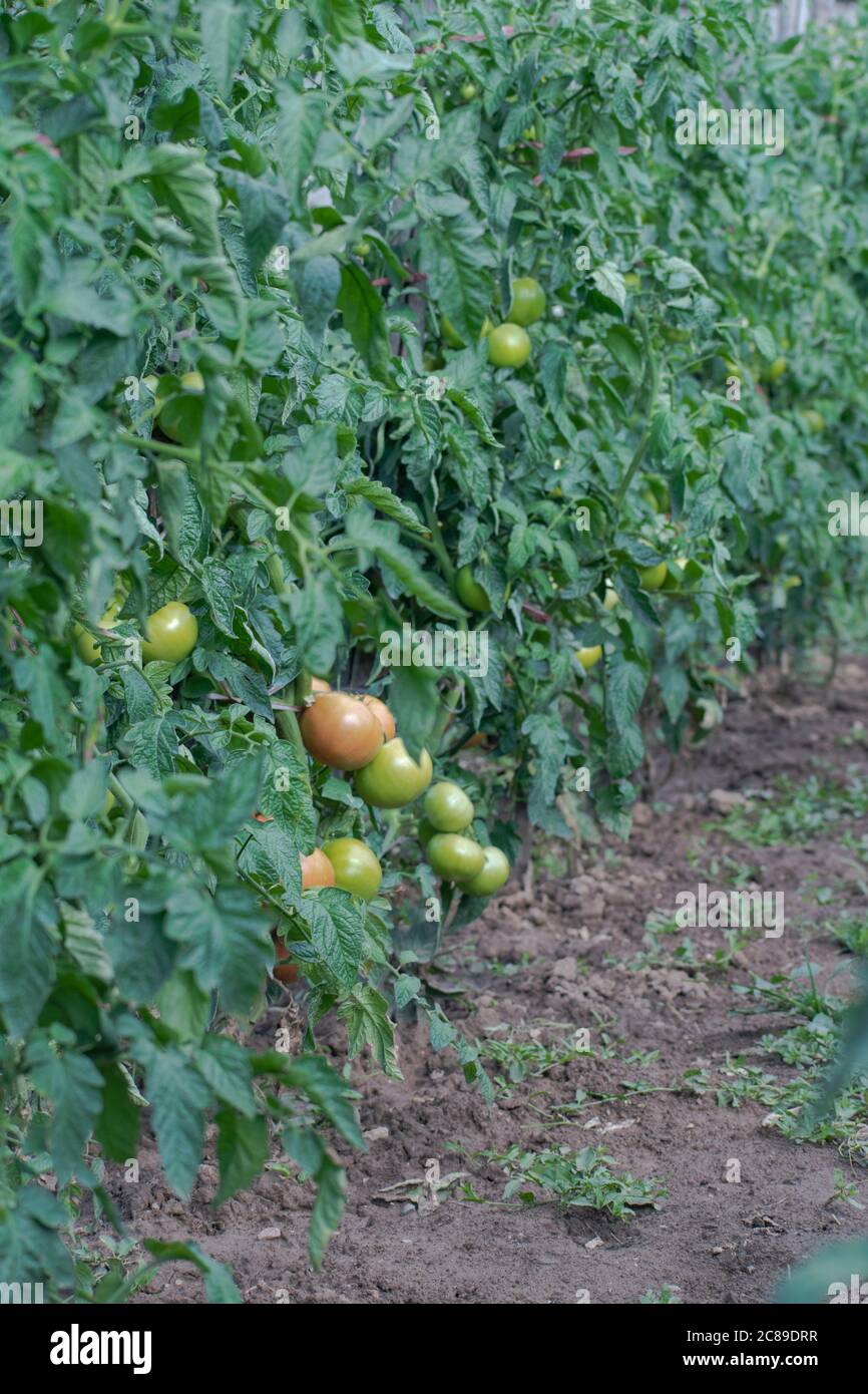 Erbstück Tomate 'Beefsteak', grüne Rindertomaten im Garten, Solanum lycopersicum Stockfoto