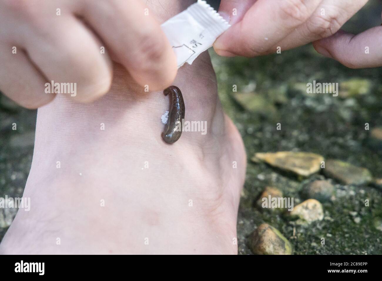 Eine Reihe von Lauchbeißen auf dem Bein im tropischen Wald, die mit Kochsalz abstoßen. Stockfoto