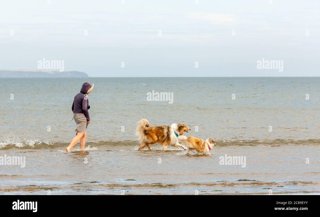 Fountainstown, Cork, Irland. Juli 2020. Miriam Hartnet nimmt ihre beiden Collie Hunde Barney und Betty mit auf einen Spaziergang im Wasser an einem schönen Sommertag in Fountainstown Beach, Co. Cork. - Credit; David Creedon / Alamy Live News Stockfoto