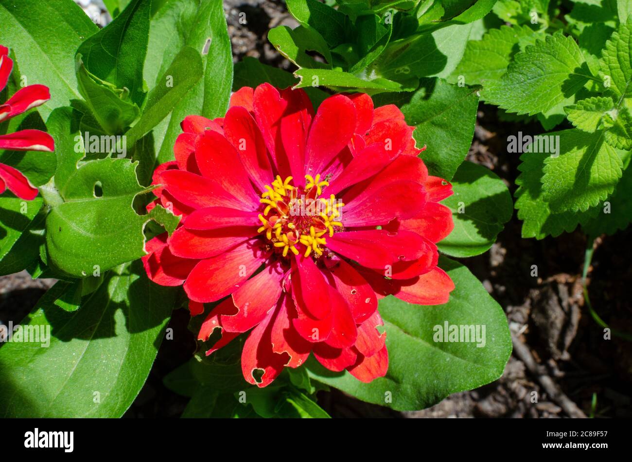 Rote Zwerg Zinnia elegans Blume und Blätter zeigen einige Insektenschäden mit gefressenen Blättern und Blütenblättern Stockfoto