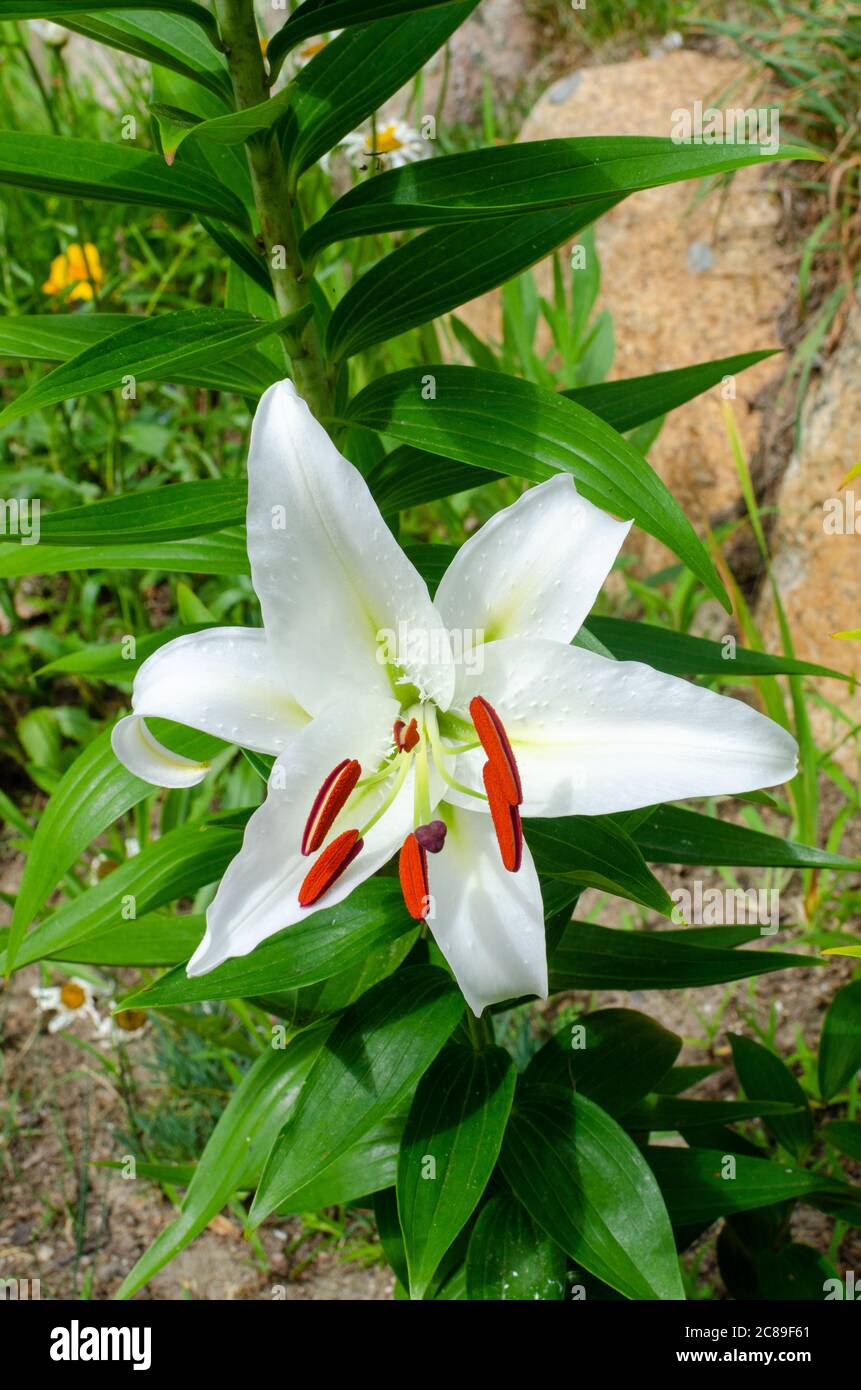 Schöne weiße Casablanca Lily, Lilium Oriental Casa Blanca, in Blüte Nahaufnahme mit leuchtend roten Staubgefäßen Stockfoto