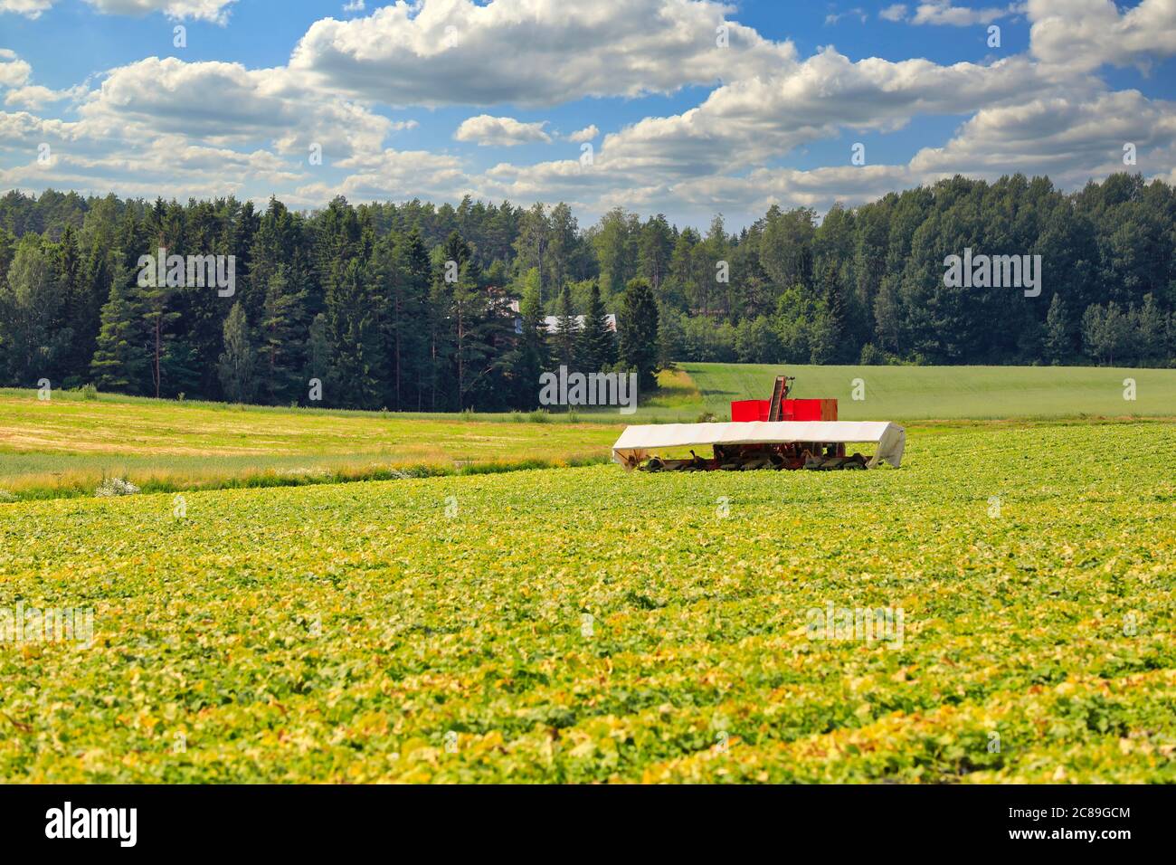 Gurkenfeld im Juli mit Saisonarbeitern, die Gurken mit Gurkenflyer ernten. Südlich von Finnland. Keine identifizierbaren Personen auf dem Foto. Stockfoto