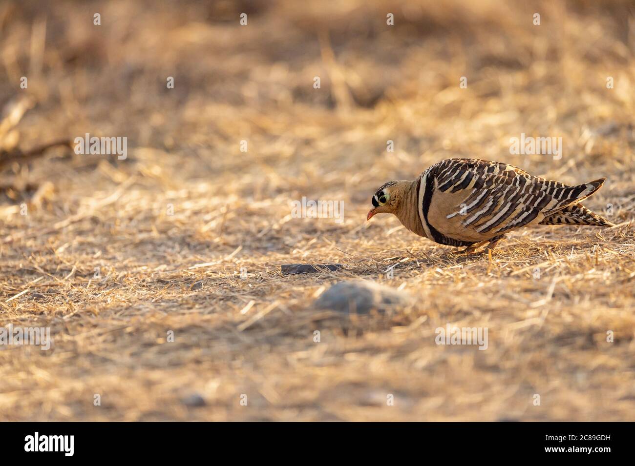 Bemalte Sandhuhn oder Pterocles indicus Nahaufnahme in frühen Morgen Winterlicht bei Safari in ranthambore Nationalpark oder Tiger Reserve rajasthan indien Stockfoto