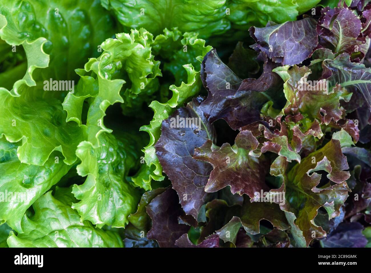 Grüne und braune Salatblätter wachsen im Küchengarten, Draufsicht Stockfoto