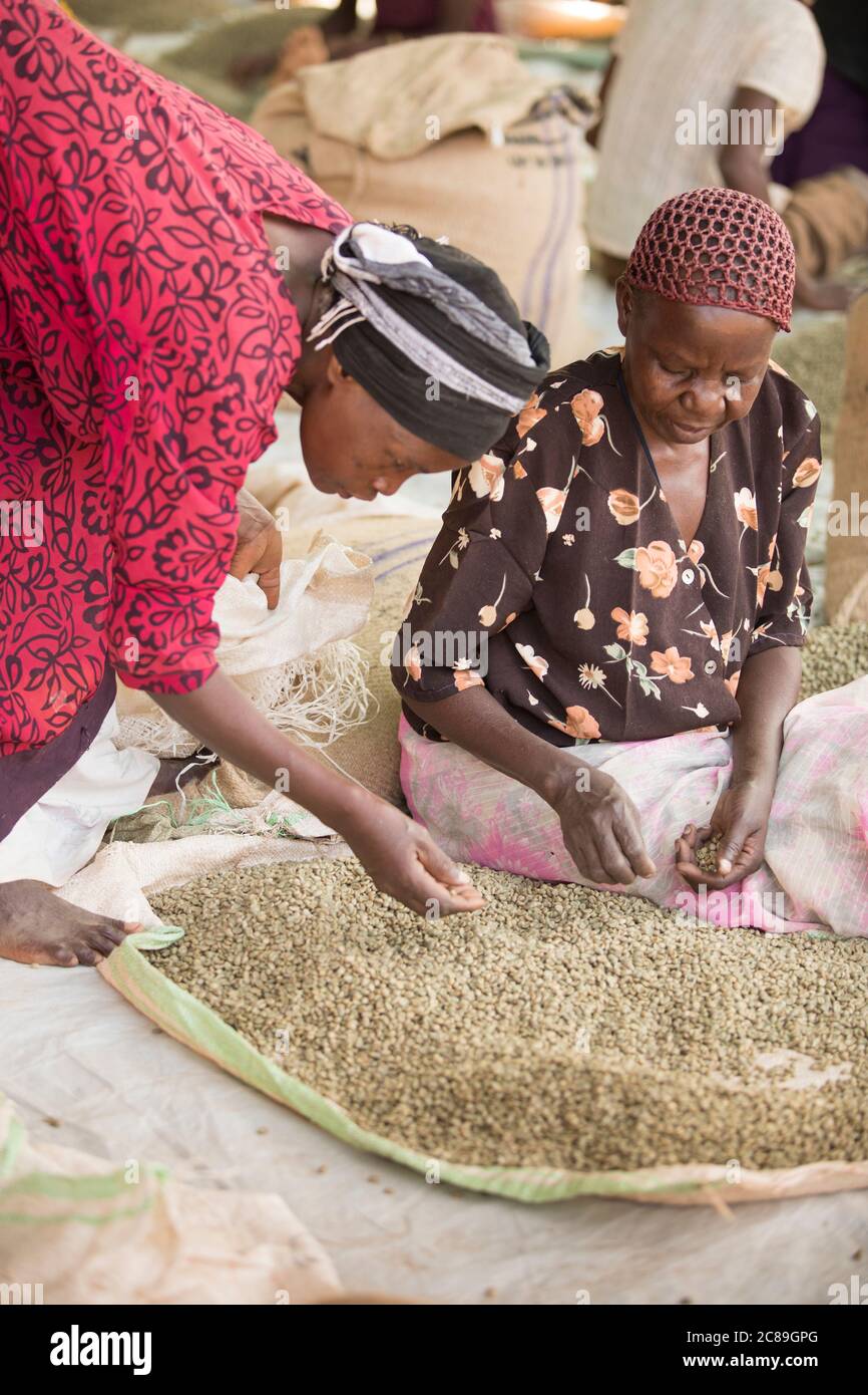Arbeiterinnen sortieren und packen getrocknete Kaffeebohnen von Hand in einem kooperativen Lager eines Kaffeebäuers in Mbale, Uganda, Ostafrika. Stockfoto