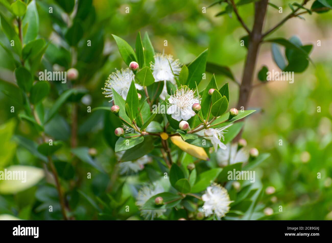 Botanische Sammlung von Heilpflanzen und Kräutern, weiße Blüten von