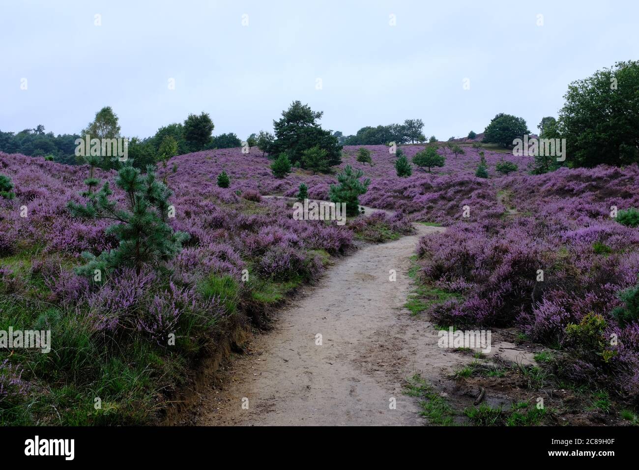 Blühende Heide im August in einem Naturpark namens Posbank in den Niederlanden Stockfoto