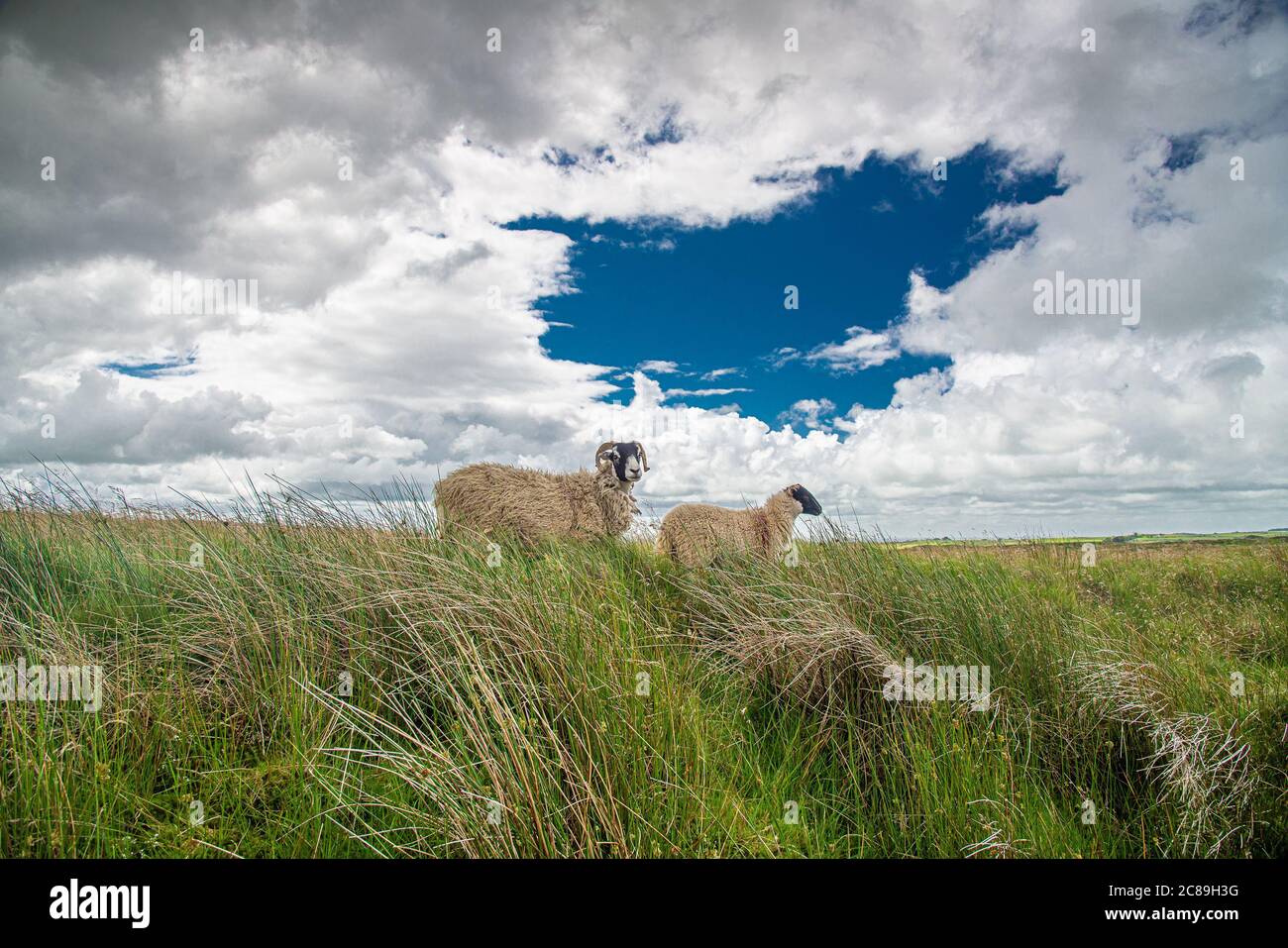 Ein Swaledale-Schaf und Lamm, Bowland-mit-Leagram, Chipping, Preston, Lancashire, Großbritannien Stockfoto