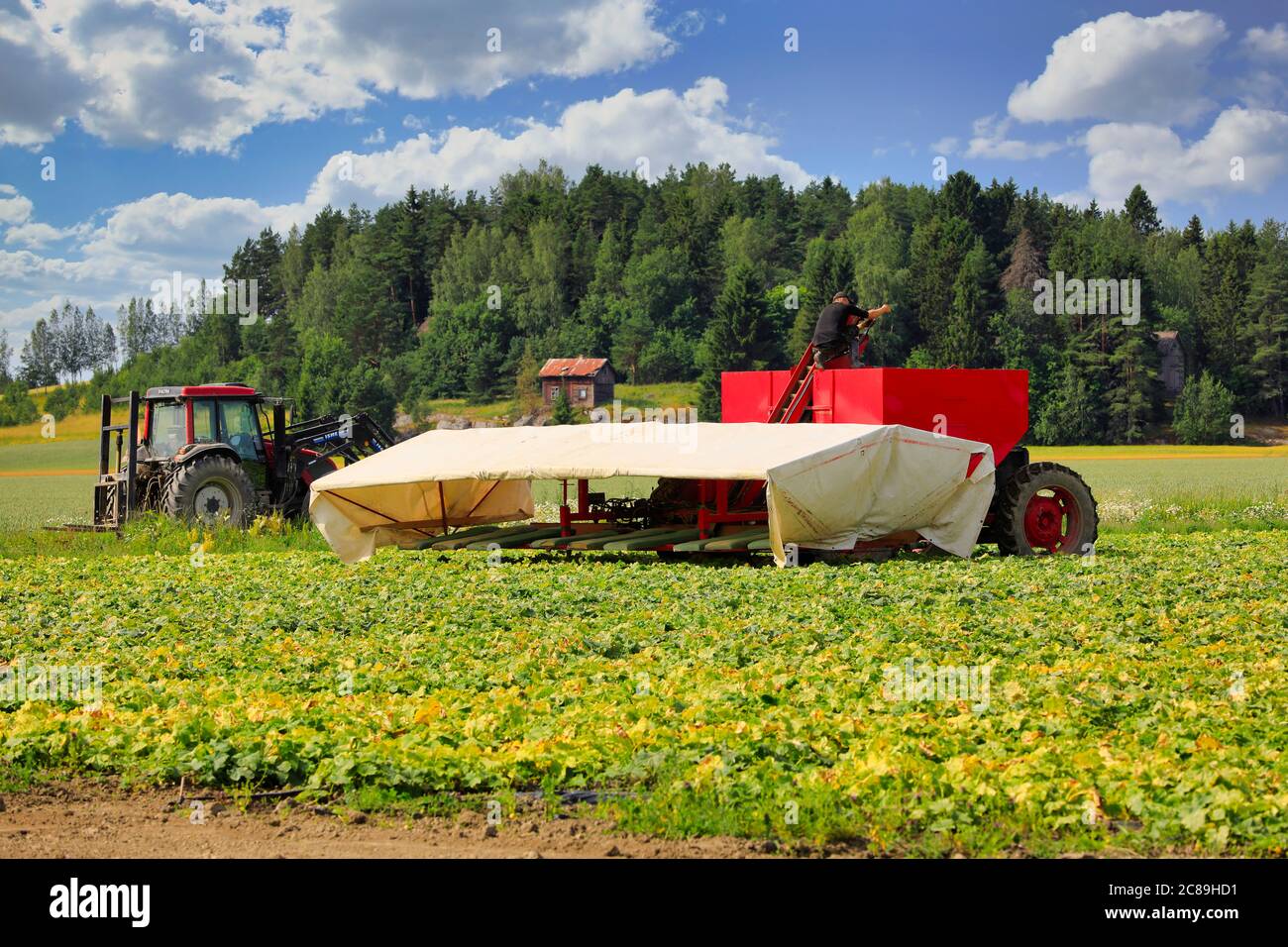 Landwirt Anpassung Gurke Flyer am Rande des Gurkenfeldes an einem schönen Tag im Juli, um die Ernte zu beginnen. Südlich von Finnland. Stockfoto