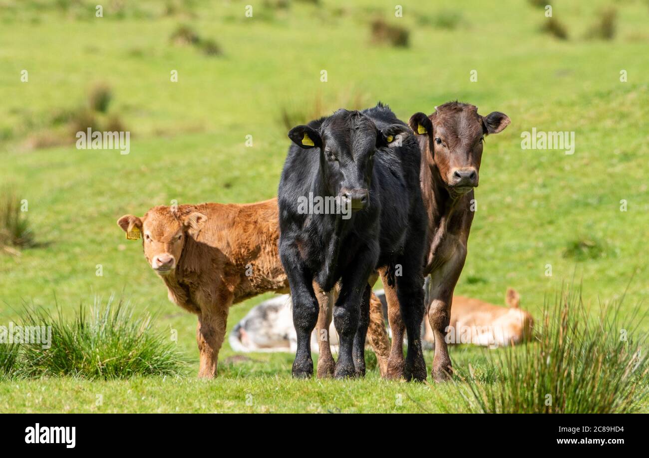 Rinderwaden, Chipping, Preston, Lancashire, Großbritannien Stockfoto