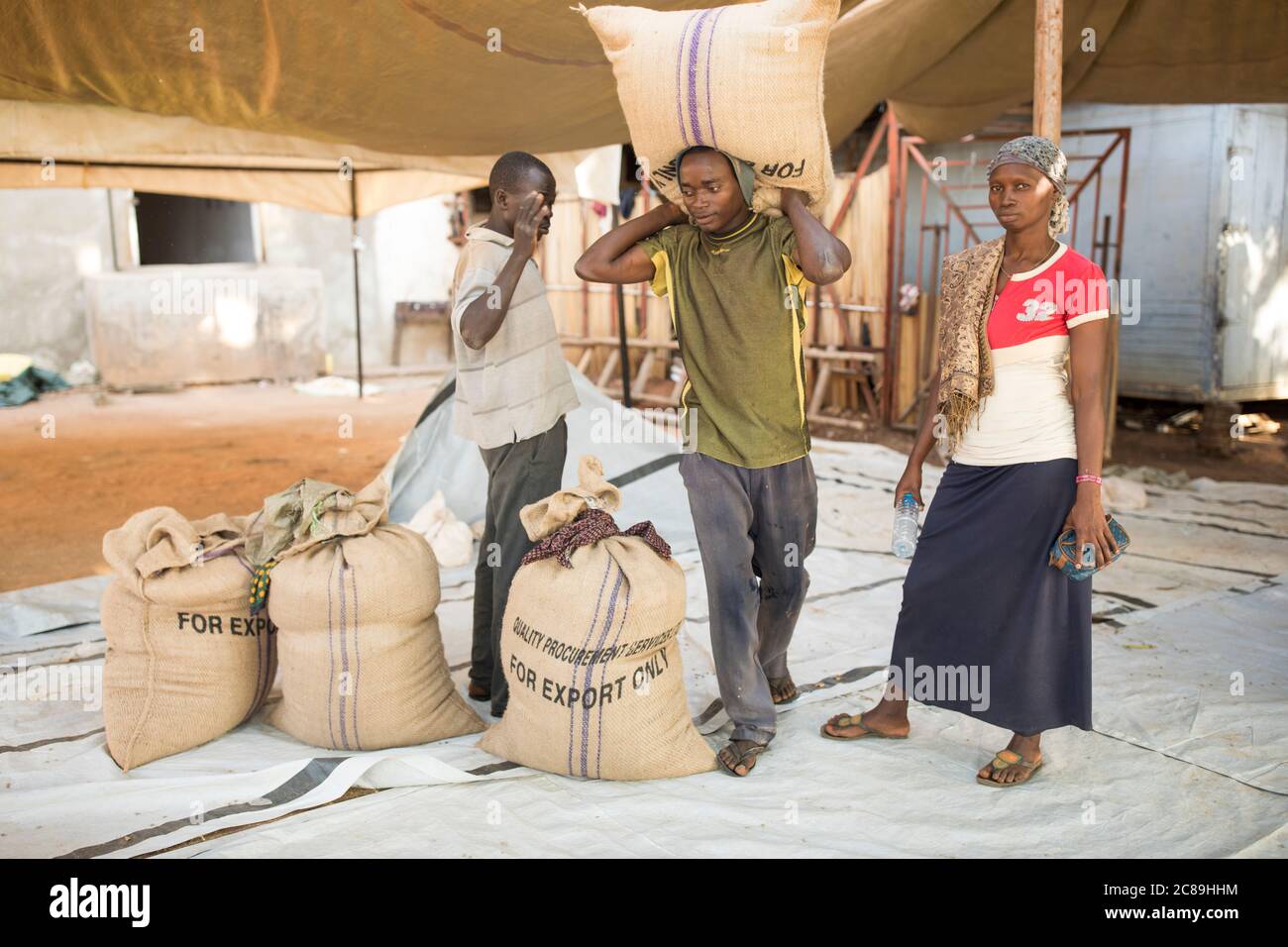Ein Lagerarbeiter trägt einen schweren Sack getrockneter Kaffeebohnen auf seinen Schultern in einem kooperativen Lager der Kaffeebauern in Mbale, Uganda, Afrika. Stockfoto