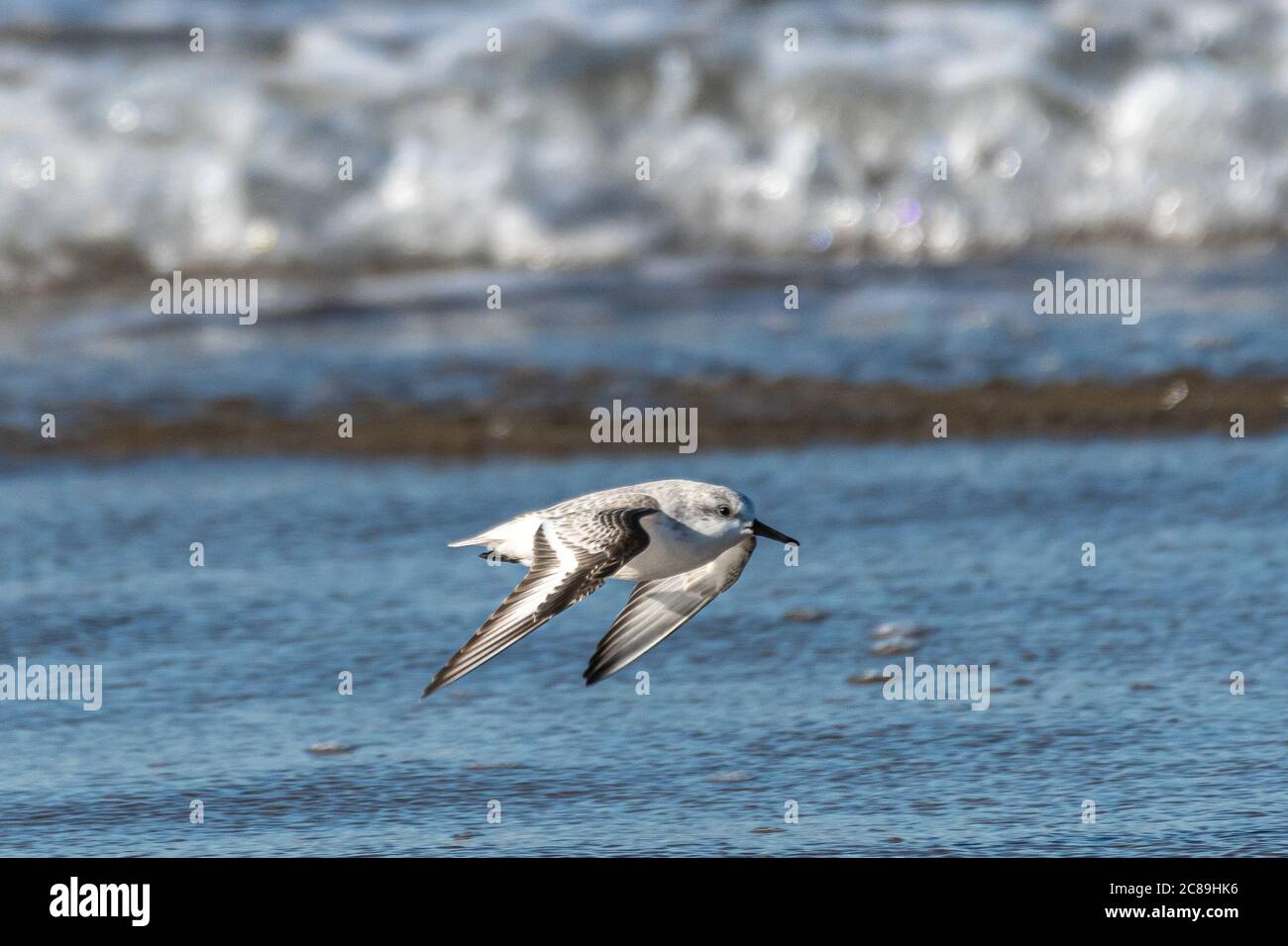 Snowy Plover (Charadrius nivosus) am Nehalem Beach, OR Stockfoto