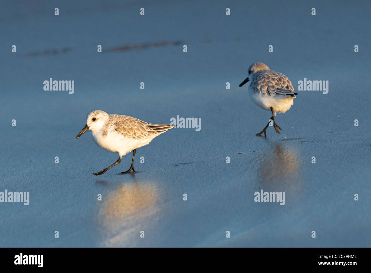 Snowy Plover (Charadrius nivosus) am Nehalem Beach, OR Stockfoto