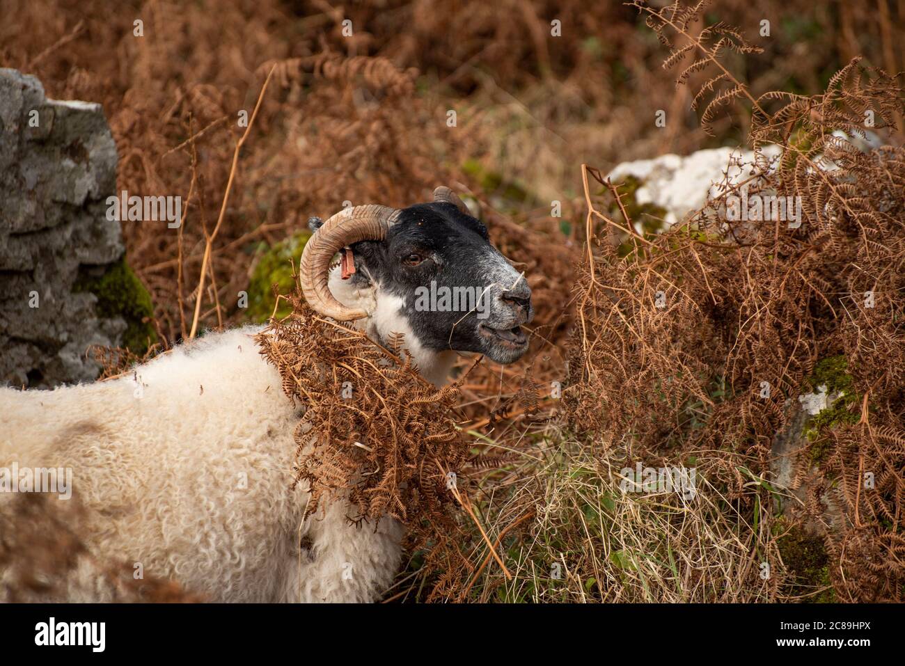 Schottische Schwarzgesicht Schafe Weiden unter Bracken, Calgary Bay, Calgary, Isle of Mull, Argyll und Bute, Schottland, Vereinigtes Königreich. Stockfoto