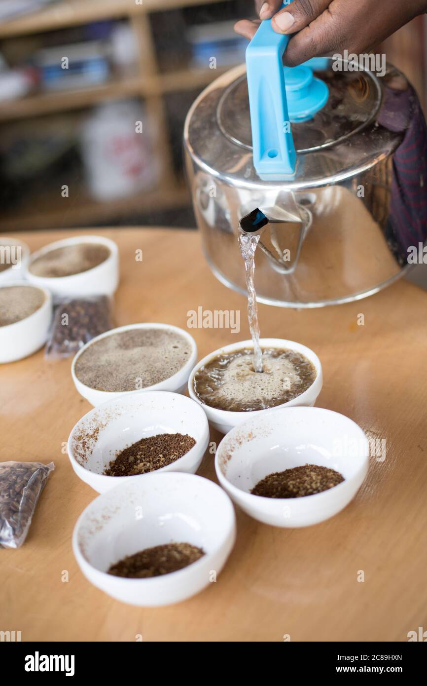 Kaffeeverkostung (Schröpfen) von professionellen Q-Grader Verkostern bei Mountain Harvest Coffee in Mbale, Uganda, Ostafrika. Stockfoto