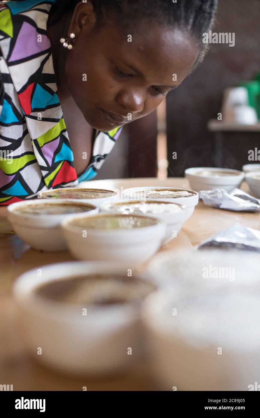 Kaffeeverkostung (Schröpfen) von professionellen Q-Grader Verkostern bei Mountain Harvest Coffee in Mbale, Uganda, Ostafrika. Stockfoto